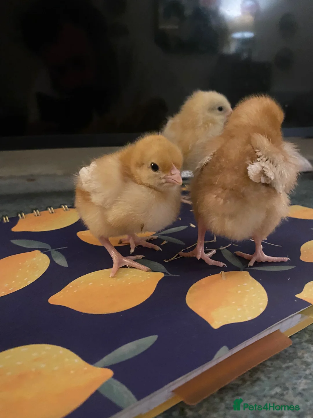 Chickens poultry for sale: Sexed hybrid female chicks  - Advert 2