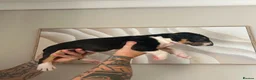 English Bull Terrier dogs for sale: English bull terrier puppies for sale - Advert 7