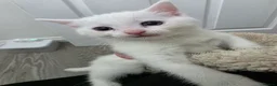 Mixed Breed cats for sale: Half turkish van kittens  - Advert 5