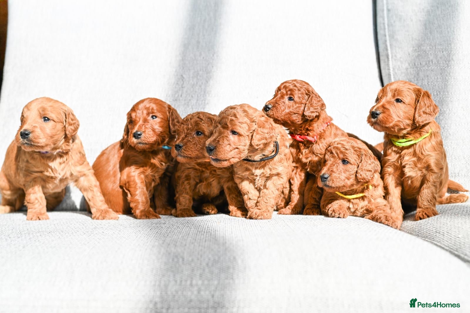 Mini Goldendoodle dogs BEAUTIFUL MINI GOLDENDOODLES  - Advert 2