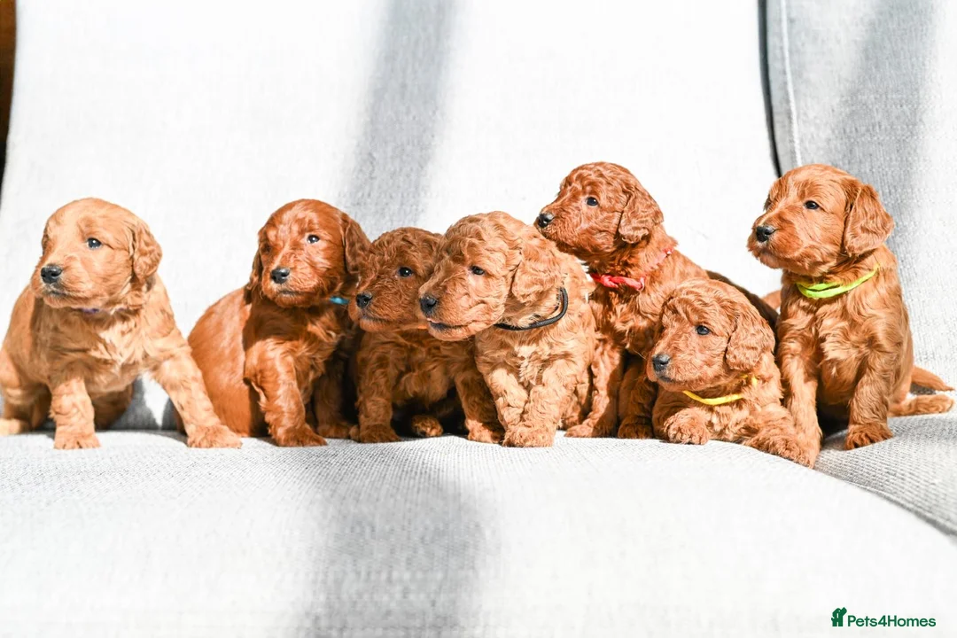 Mini Goldendoodle dogs for sale: BEAUTIFUL MINI GOLDENDOODLES  - Advert 2