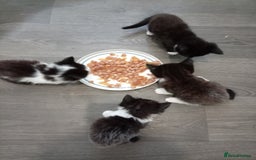 Mixed Breed cats for sale: Ragdoll mix tuxedo kittens - Image 2