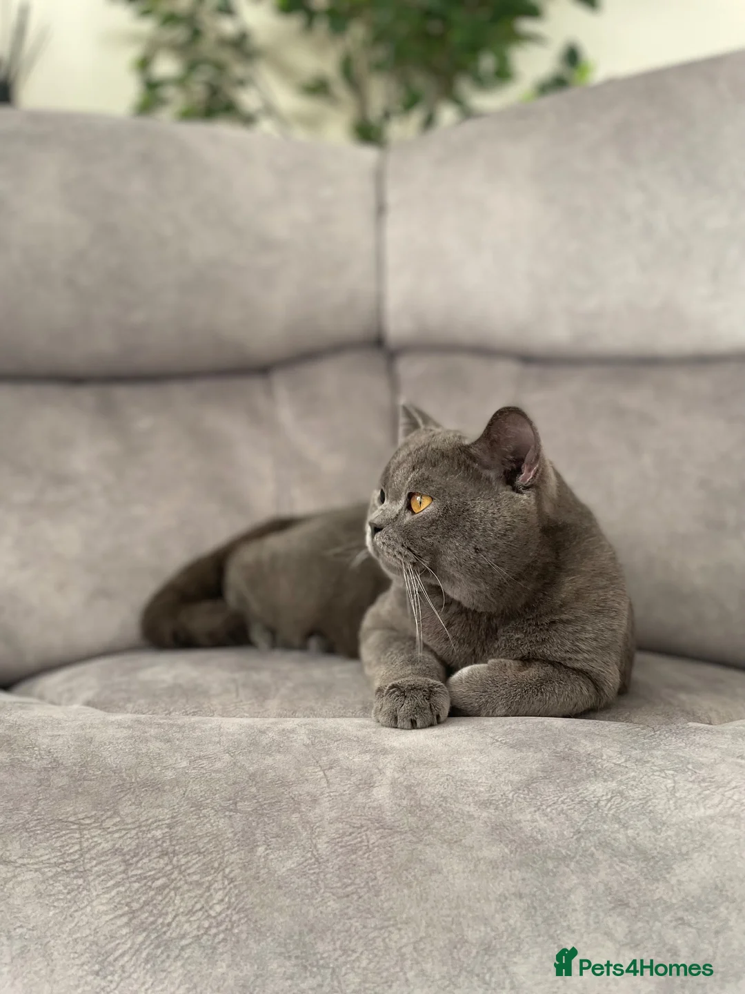 British Shorthair cats for sale: British shorthaired kittens for sale British blues - Advert 10
