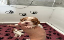Cavalier King Charles Spaniel dogs for sale: Beautiful Cavalier King Charles Spaniels - Image 4