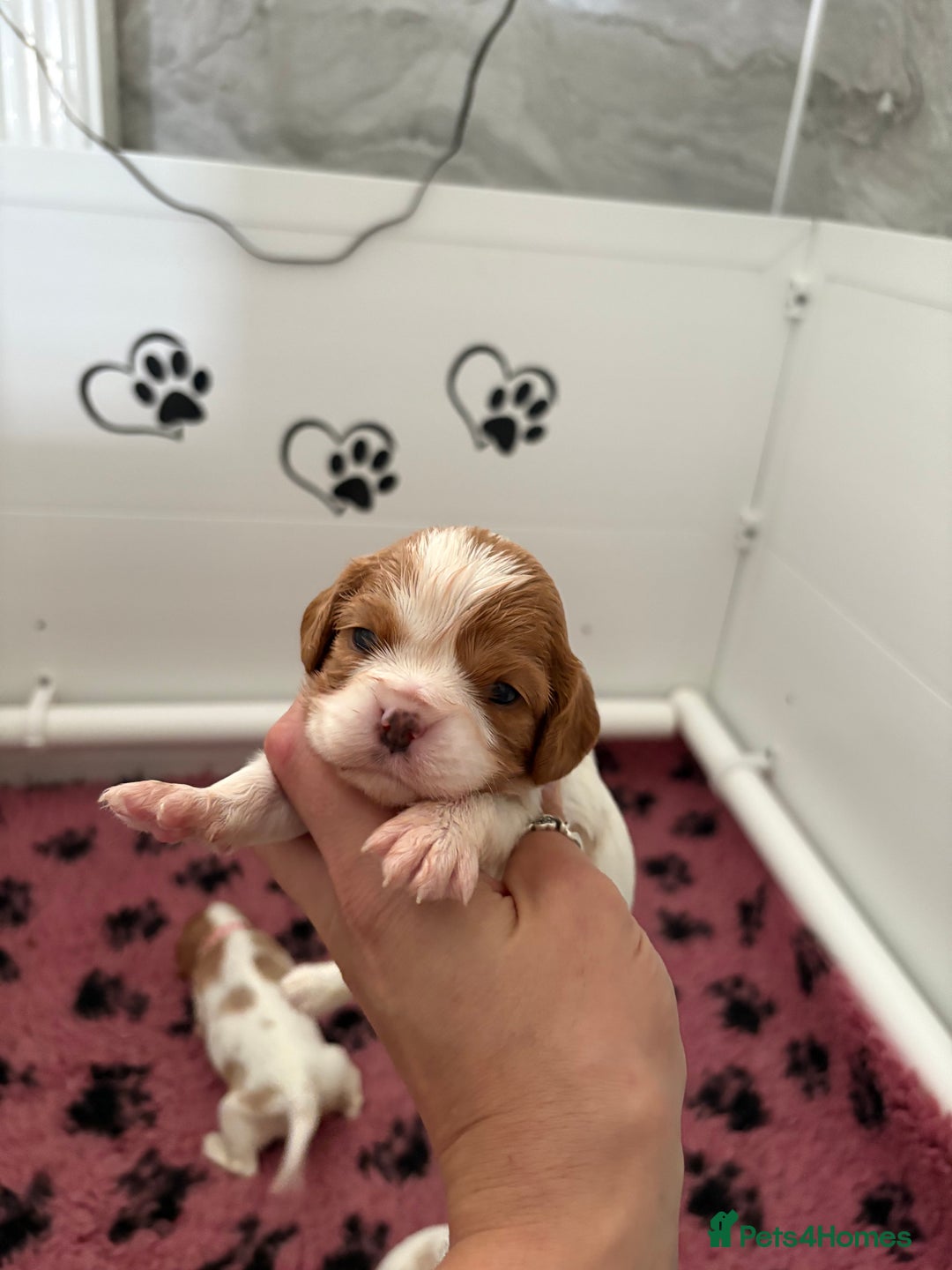 Cavalier King Charles Spaniel dogs for sale: Beautiful Cavalier King Charles Spaniels - Image 4