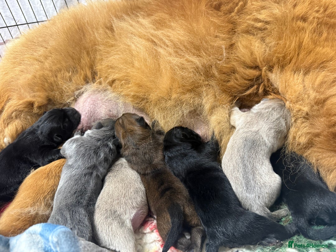 Chow Chow dogs for sale: 🩷🏆Stunning KC registered Chow Chow puppies🏆💙 - Image 20