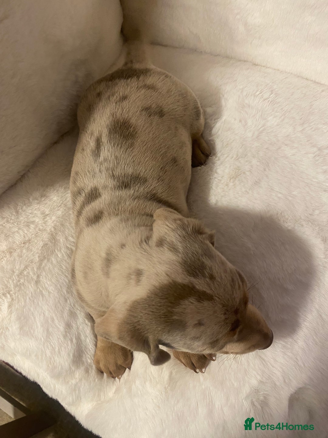 Miniature Dachshund dogs for sale: PRA Clear KC Registered Mini Dachshunds - Advert 15