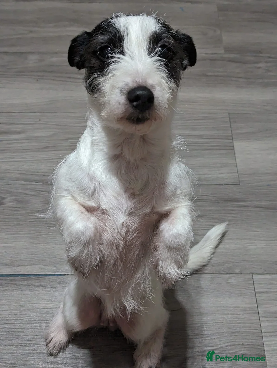Jack Russell dogs for sale: Bella - Advert 7