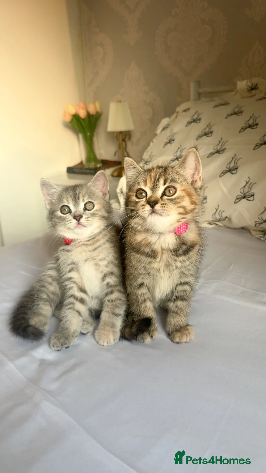 Persian cats for sale: Gorgeous persian kittens  - Advert 1