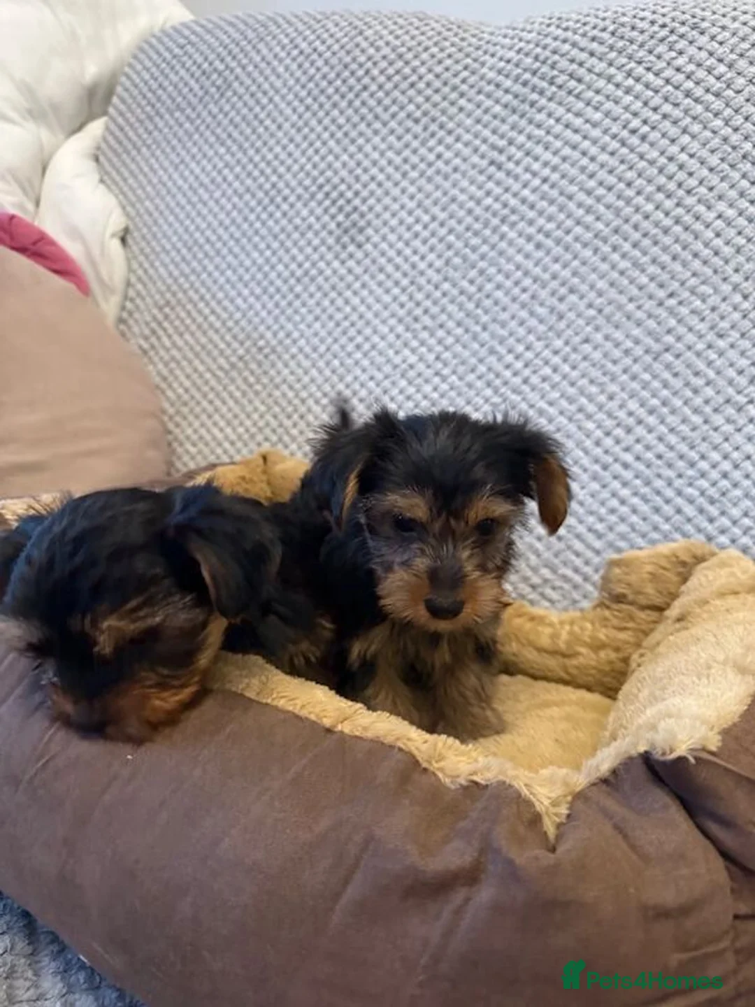 Yorkshire Terrier dogs for sale:  Yorkie Puppies Available  - Advert 7