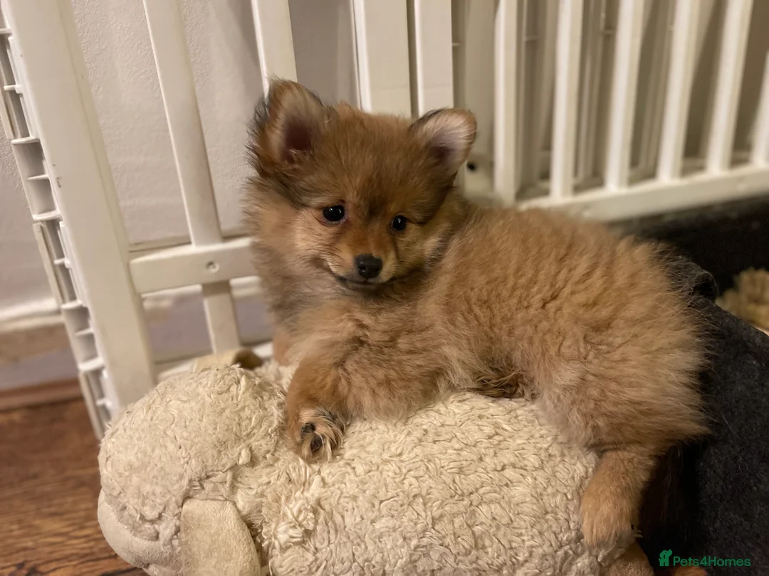 Pomchi dogs for sale: Ready Now☺️3 Pomerinian/Pomchi Puppies❤️ - Advert 18