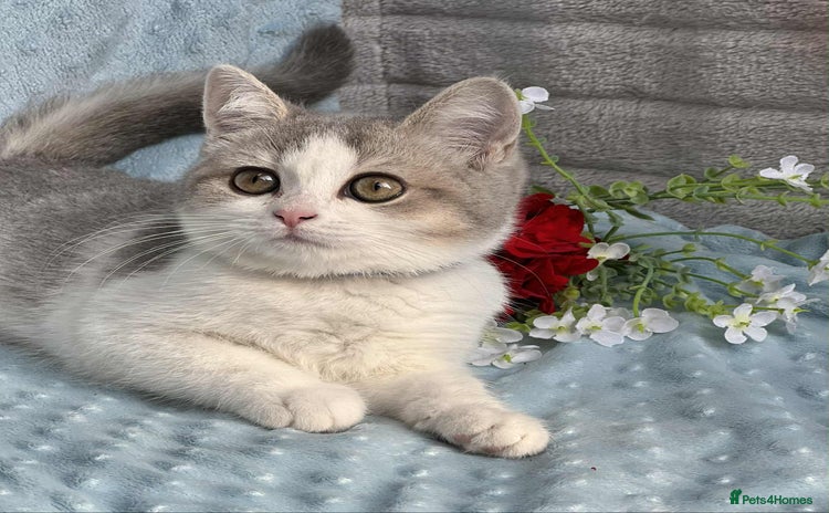 British Shorthair cats - Advert 2