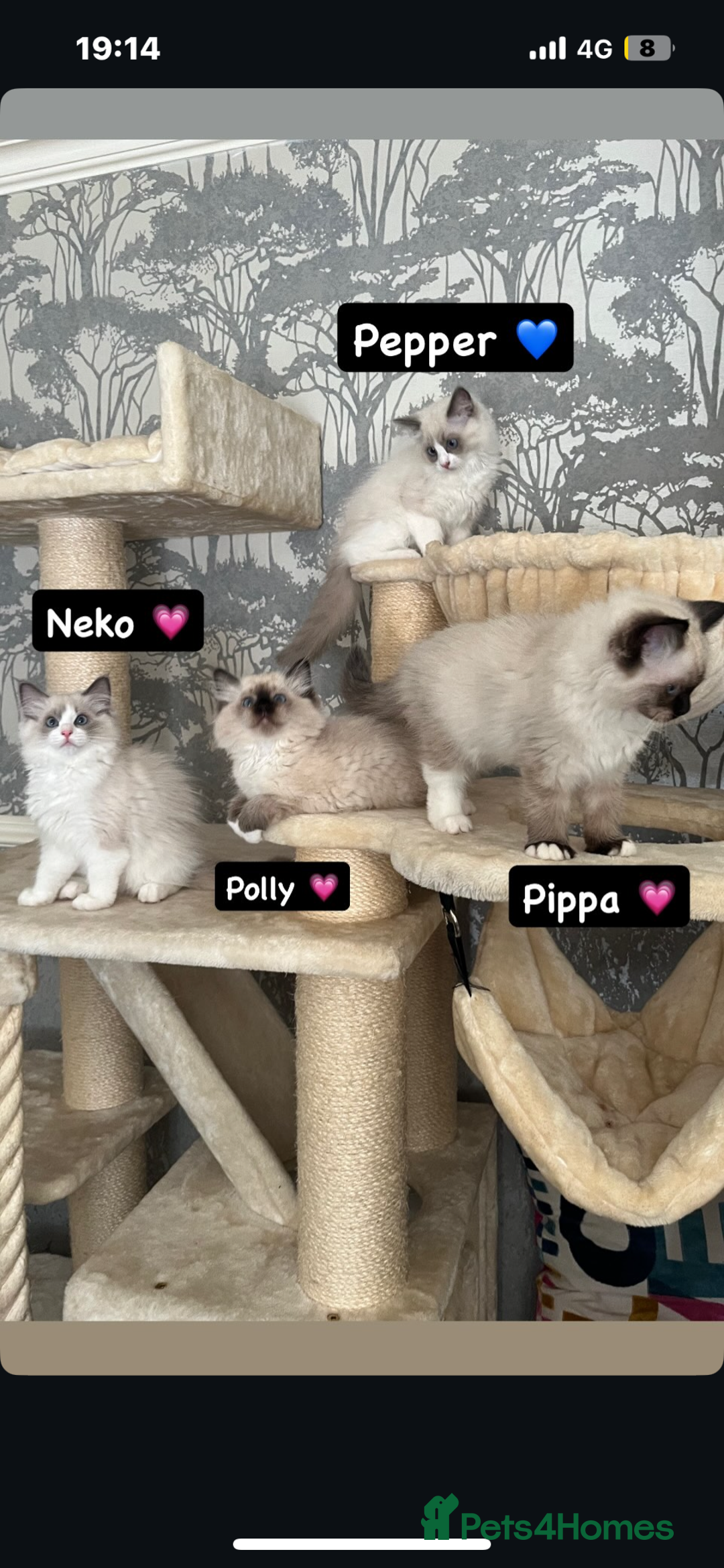 Ragdoll cats for sale: GCCF REGISTERED DNA TESTED PARENTS AND CLEAR  - Image 4