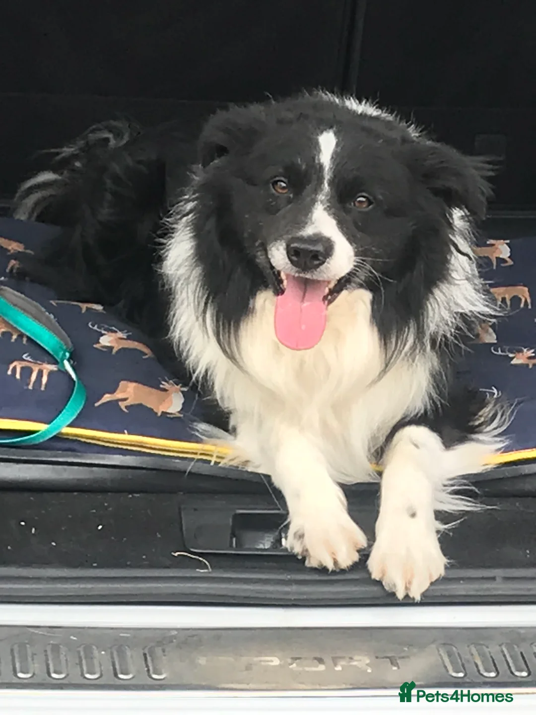 Border Collie dogs for sale: Stunning KC Reg Health Tested Border Collies - Advert 11