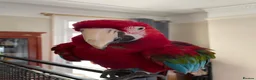 Macaws birds for sale: Green-wing Macaw – Healthy, Semi-Tame - Advert 6
