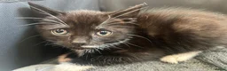 Mixed Breed cats for sale: Beautiful Half Siamese Kittens  - Advert 11