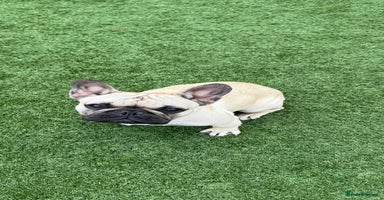 French Bulldog dogs - Advert 9