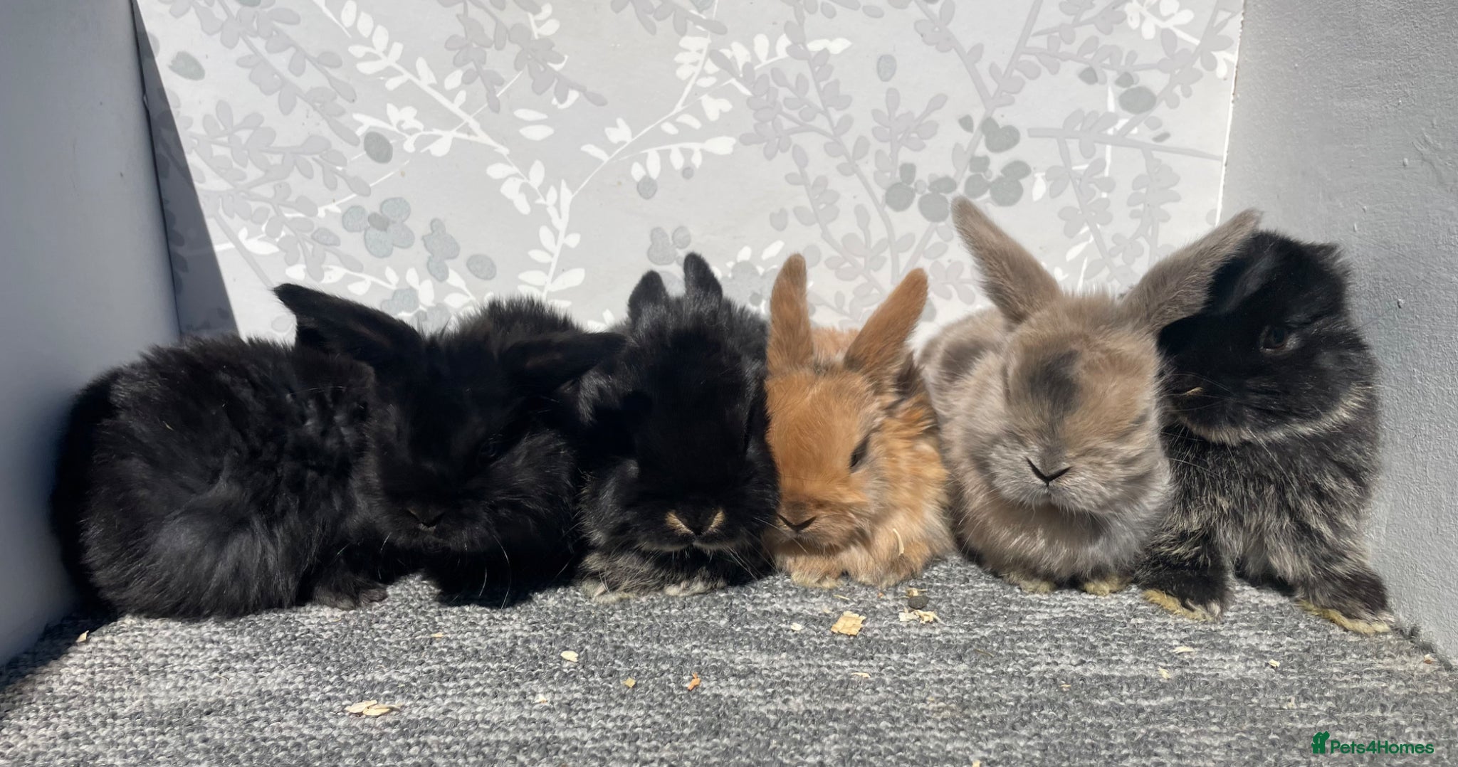 Mini Lop rabbits Mini lops  - Advert 9