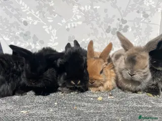 Mini Lop rabbits Mini lops - Advert 9