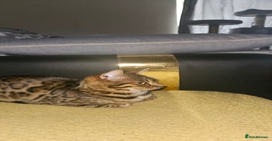 Bengal cats - Advert 1