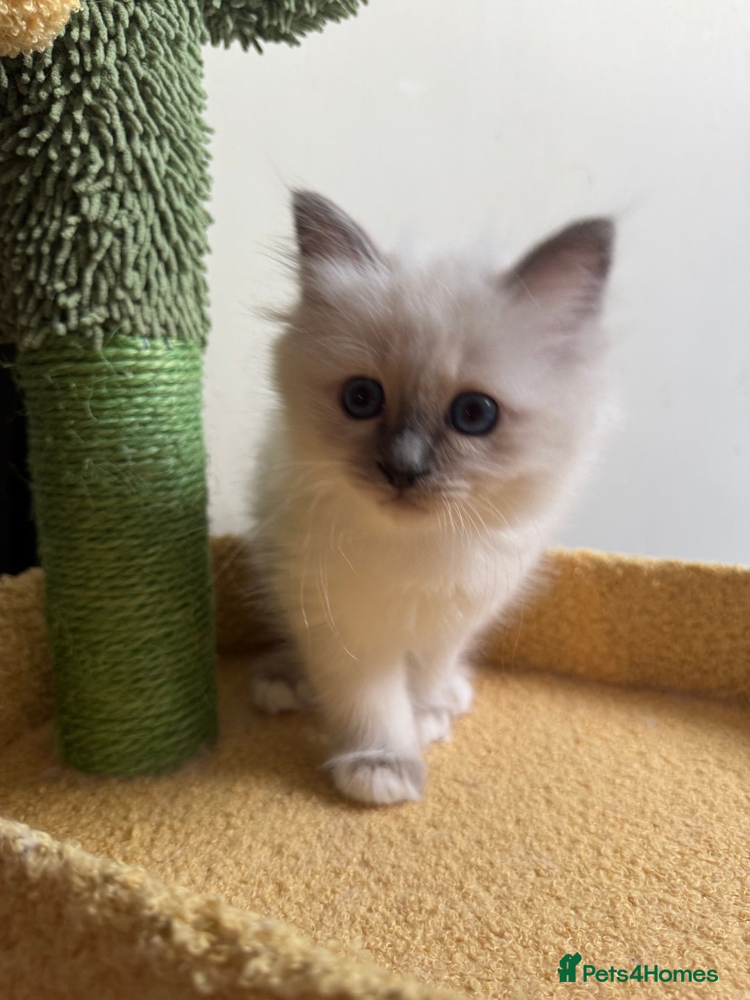 Birman cats for sale: Blue point female kitten for sale  - Image 6