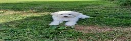 Poochon dogs for sale: Beautiful Poochon Puppies 🐶 READY TO GO - Advert 9