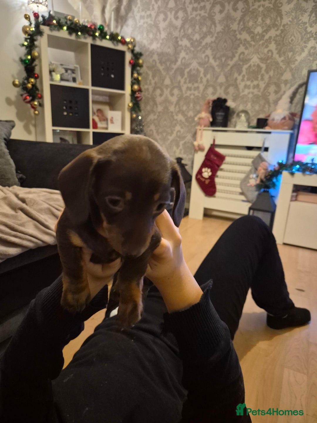 Miniature Dachshund dogs for sale: Female miniature dachshund  - Advert 2