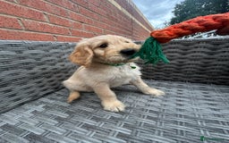 Goldendoodle dogs for sale: ⭐️ F1 Outstanding Golden Doodles ⭐️ - Image 13