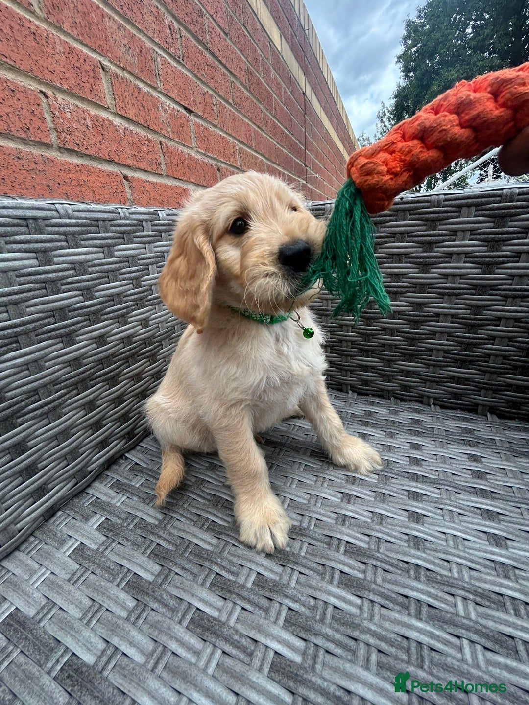 Goldendoodle dogs for sale: ⭐️ F1 Outstanding Golden Doodles ⭐️ - Image 13