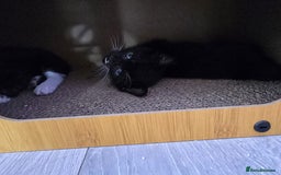 Domestic Shorthair cats for sale: 🐾Playful Kittens -Tabby or black/white🐾 - Image 15