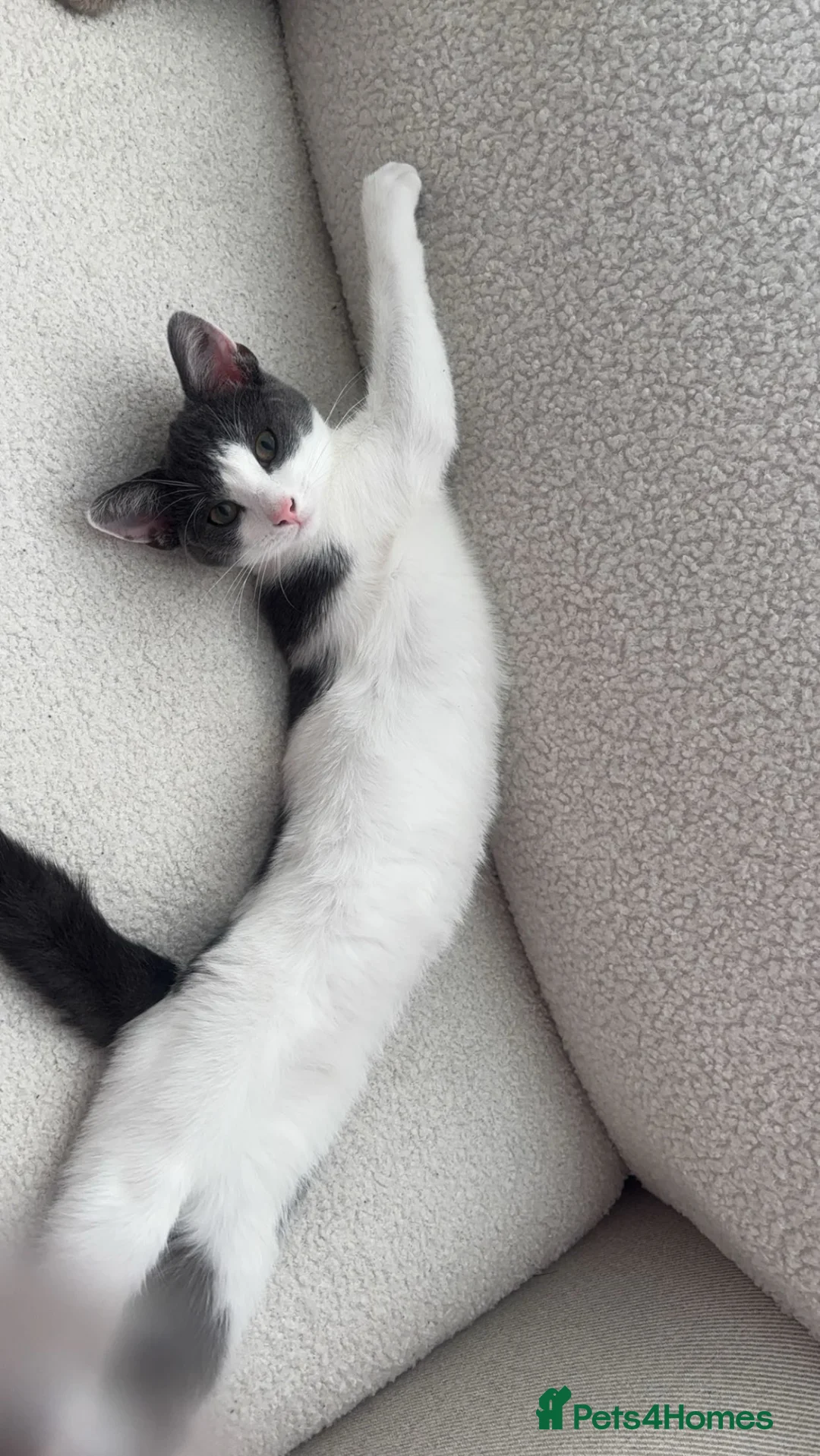 Mixed Breed cats for sale: Kitten - Advert 1