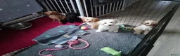 Mixed Breed dogs for sale: Cavapoochon puppies with 5 weeks free insurance  - Advert 4