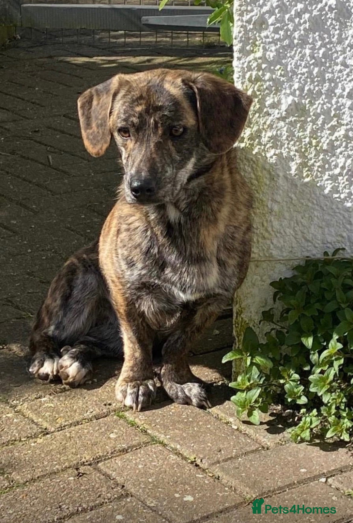 Mixed Breed dogs Little Indie is still waiting for a forever home - Advert 1