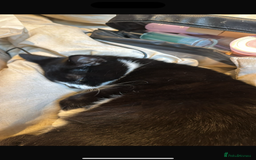 Mixed Breed cats for sale: Female cat 3 years old for sale  - Image 2