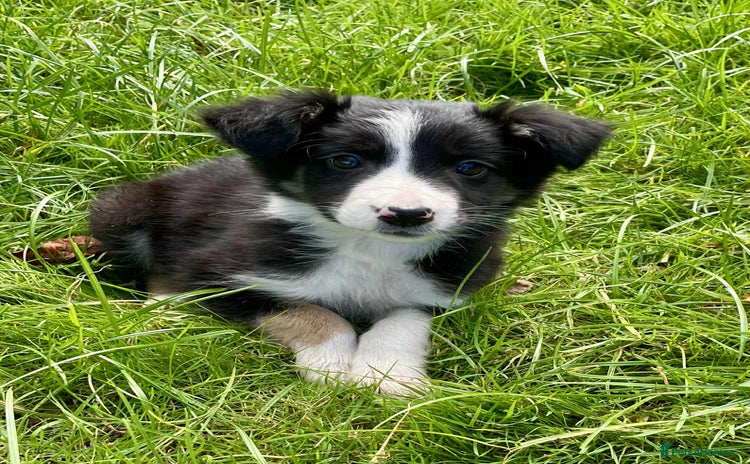 Border Collie dogs - Advert 3
