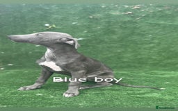 Whippet dogs for sale: Top quality whippet puppies - Image 7
