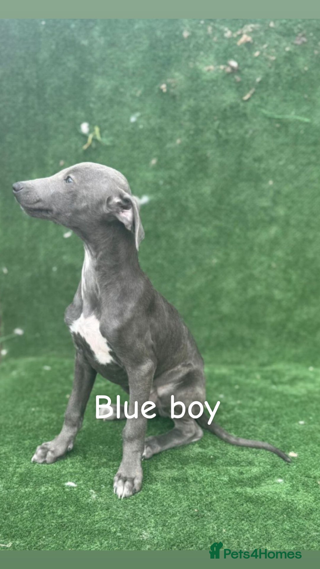 Whippet dogs for sale: Top quality whippet puppies - Image 7