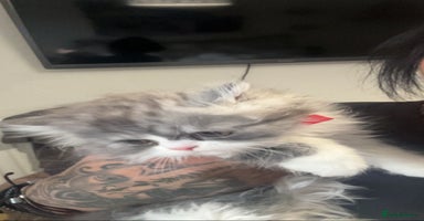 Persian cats - Advert 7