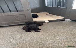 Mixed Breed dogs for sale: French Bulldog X Toy Poodle - Image 5