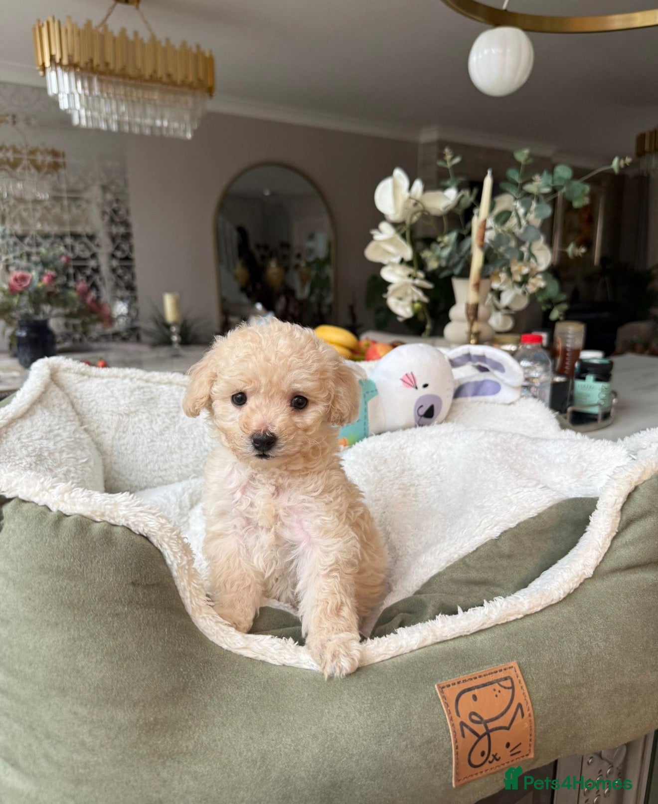 Toy Poodle dogs two little house trained gorgeous pups left - Advert 10