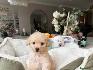 Toy Poodle dogs Only one already house trained gorgeous pupy left - Advert 2