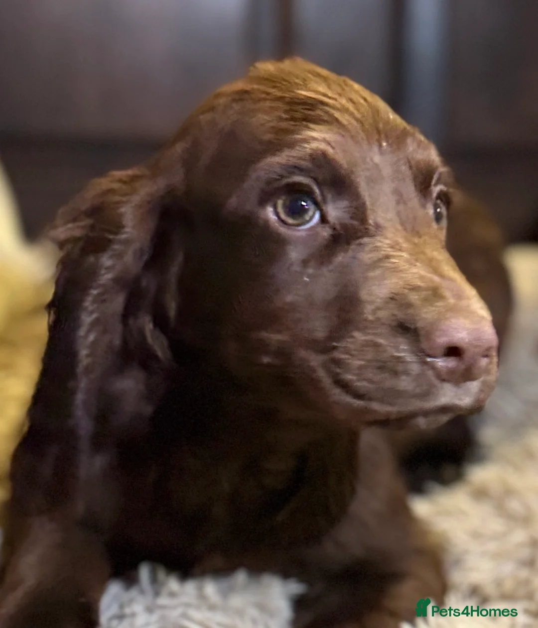 Sprocker dogs for sale: Healthy checked DNA clear stunning happy pups - Advert 39