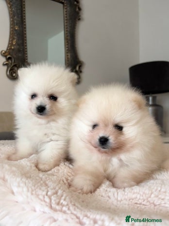 Pomeranian dogs in Saffron Walden - Advert 2
