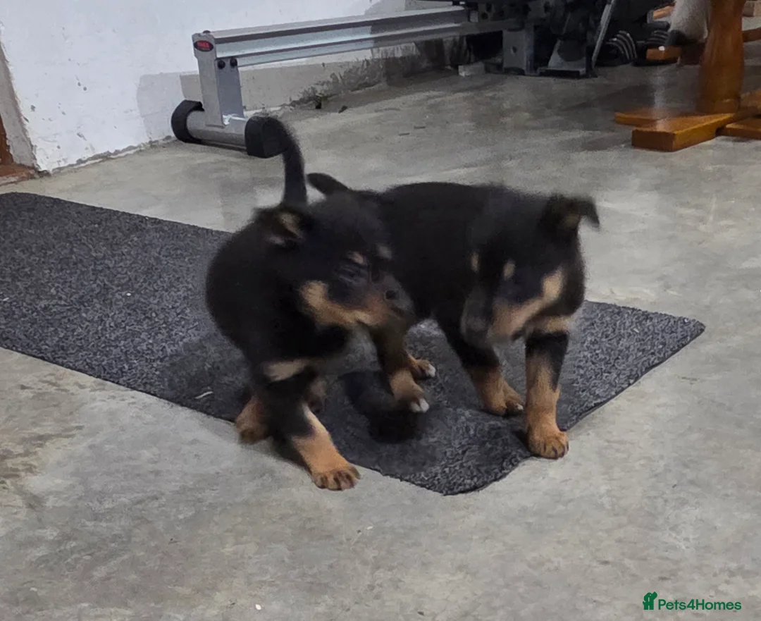 Mixed Breed dogs for sale: Beautiful Black & Tan and Brown & Tan Kelpie cross - Advert 4