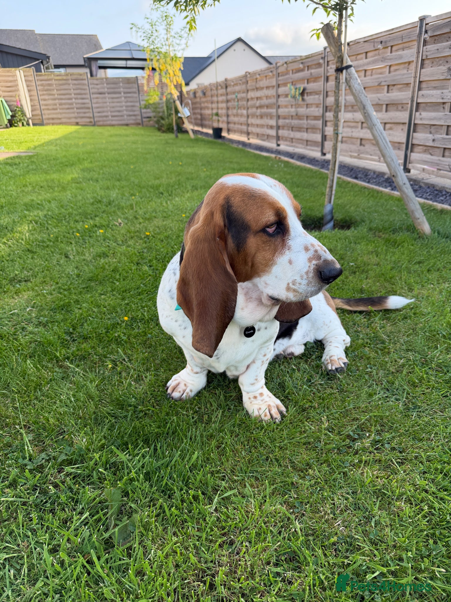 Basset Hound dogs for stud: KC reg Basset Hound Stud - Advert 2