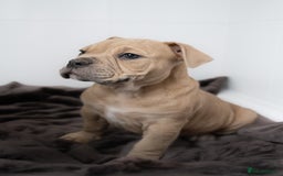 Olde English Bulldogge dogs for sale: Last boy available Olde english bulldog  - Image 4