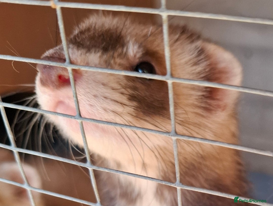 Ferret rodents for sale: Full and semi angora ferrets READY NOW - Image 9