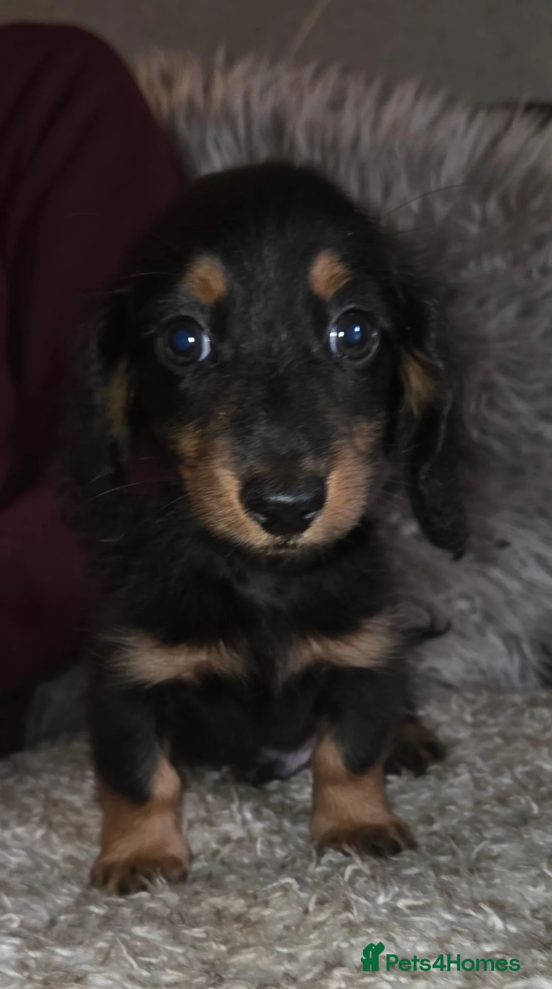 Miniature Dachshund dogs for sale: True longhaired minature dachshunds  - Advert 1