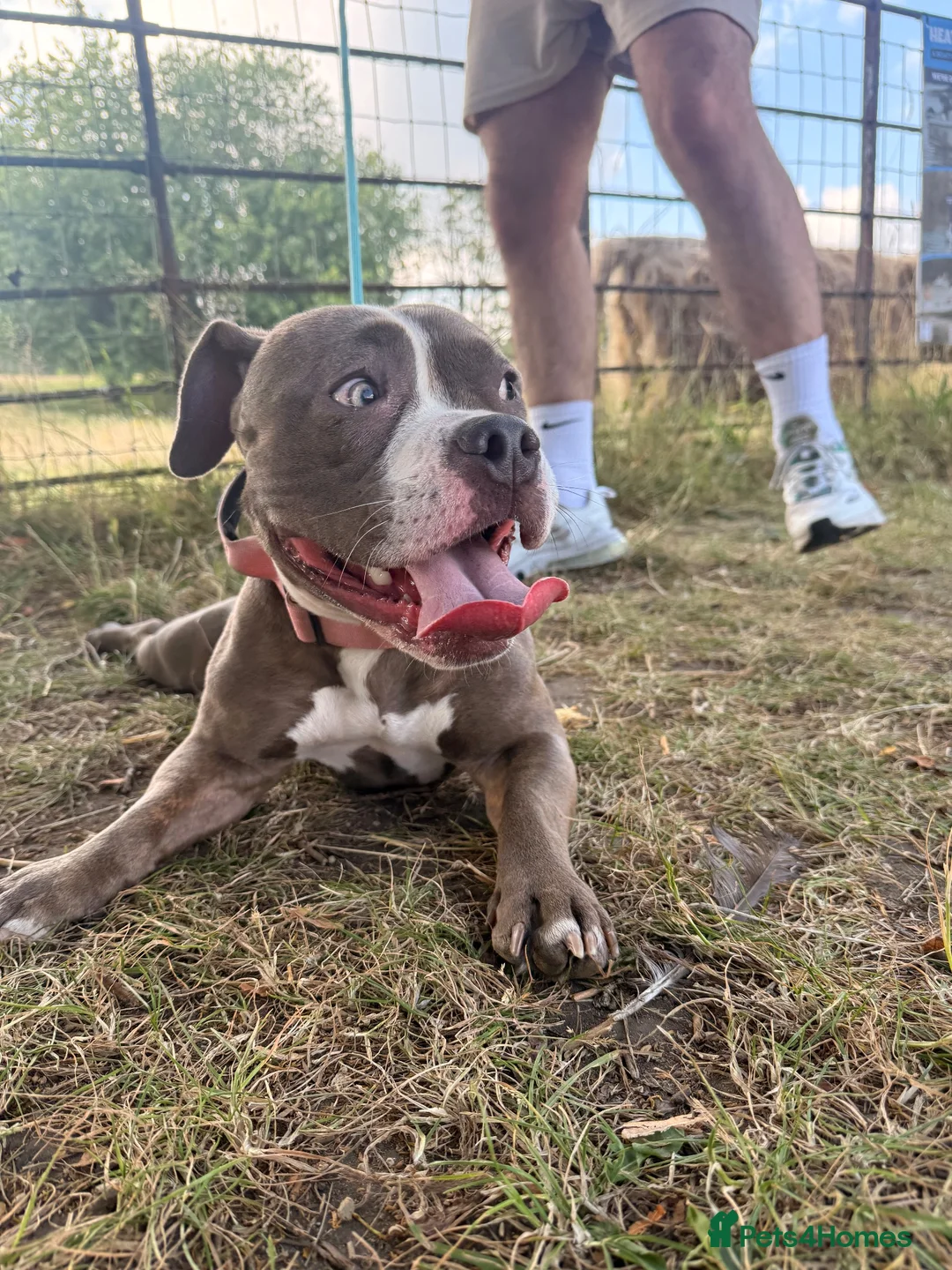 American Bully dogs for sale: Lila lu in Oldham - Advert 1