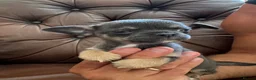 Chihuahua dogs for sale: 3 beautiful chihuahua pups - Advert 19